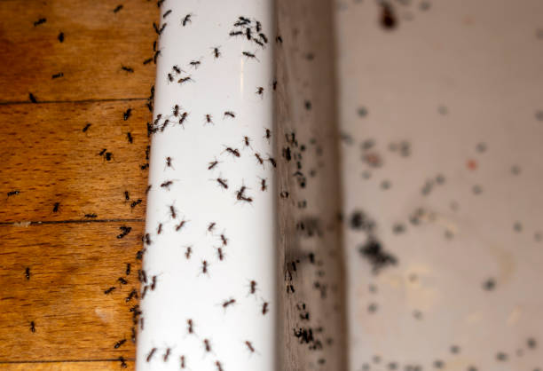 Best Cockroach Control Services  in Scenic Oaks, TX