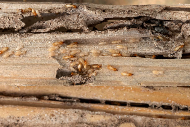 Best Emergency Pest Control  in Scenic Oaks, TX
