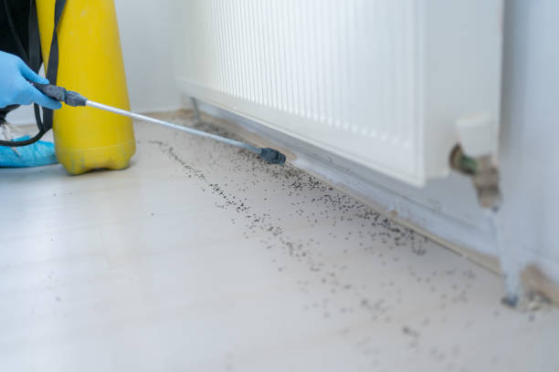 Best Flea Control Services  in Scenic Oaks, TX